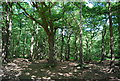 TQ6354 : Mereworth Woods by N Chadwick