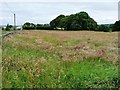 Grassy field and small wood