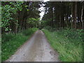 Forest Track at Top of Quarlton