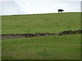 SE0934 : Cow on the skyline, east of Dean Lane. by Christine Johnstone
