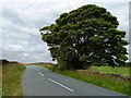 Tree alongside Harrop Lane