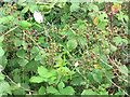 Ripening berries