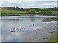 River Wansbeck