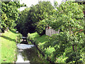 Old Radford: swans and cygnets on the Leen