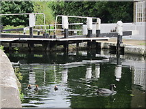 TQ1479 : Coots at Lock 90 by Oast House Archive