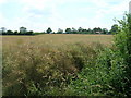 Farmland, Barrow-upon-Humber