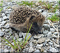 Young hedgehog at Thorns