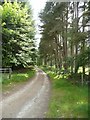 Track through the forest