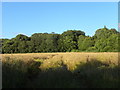 Field near Farley Hill