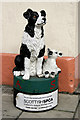 A model charity sheep dog in Selkirk