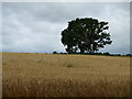 Trees on Horizon