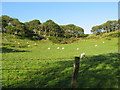 Fields near Caerberllan