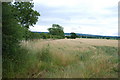 Field on the side of the Lane to Ashflats