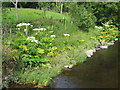 Giant Hogweed, Afon Carno