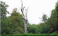 TM1539 : Dead birch amongst the rowans by Roger Jones