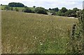 ST0220 : Wheat field, Holelake Quarry by Derek Harper