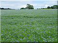 Linseed flax (Linum usitatissimum)