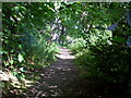 Grinshill Hill Track East