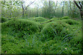 Mosses in Westmuir Community Woodland