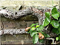 Trained pears, Standen