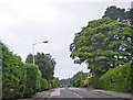 Wooded residential area along a busy street