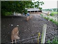 Sociable pigs at Sullington Manor Farm