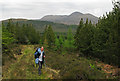 Forestry plantings around Strathbran Lodge