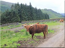 NN2014 : Highland cattle on Achadunan Estate by David P Howard