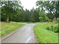 Conifer plantation at Burningfold Manor Stud