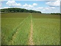 Footpath to Rogers Wood