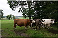 Cattle near Spittalfield