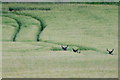 Fallow Deer (Dama dama) in a field of barley, Lethendy