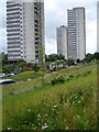 Wildflower area at Brentford Towers