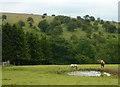 Ponies in field with small pond