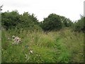 Footpath through long grass and scrub 