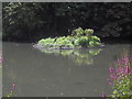 TQ2877 : Herons on island on lake in Battersea Park by PAUL FARMER