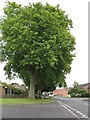 Oak trees on Rhode lane 2nd photo