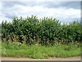 Hedgerow beside Coleby Road