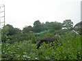 Allotments - Sunny Bank Road