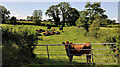 Field gate, Hillsborough