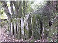 Interesting row of upright stones