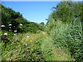 Path around a former pond