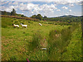 C0213 : Sheep in a weedy pasture by C Michael Hogan