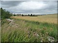 SP0523 : Long grass on the verge, barley in the field by Christine Johnstone