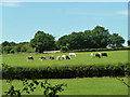 Cattle near Steer