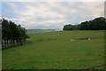 Field Near Netherton Farm