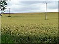 SP1033 : Telegraph poles in a wheatfield, behind Hill Barn Farm by Christine Johnstone