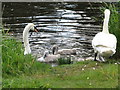 N6087 : Swans and cygnets at Lough Ramor by Eric Jones