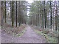 Track through High Wood Forest