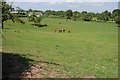 Cattle grazing near Awnells